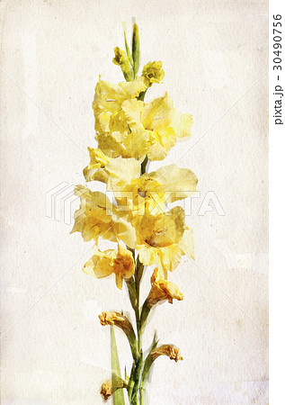 Watercolor yellow gladiolus Watercolor yellow gladiolus 30490756