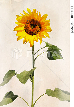 Watercolor sunflower 30491116
