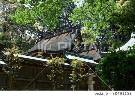 新緑の伊太祁曽神社 新緑の伊太祁曽神社 30491153