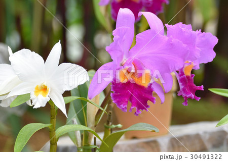 カトレア 30491322