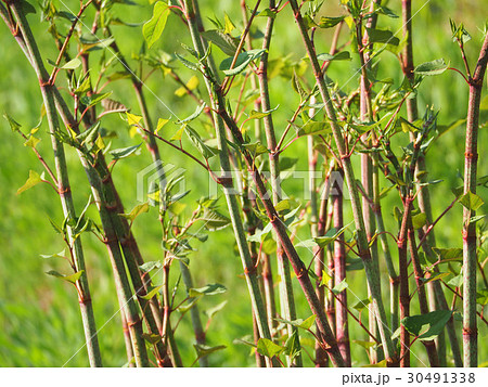 イタドリ 30491338