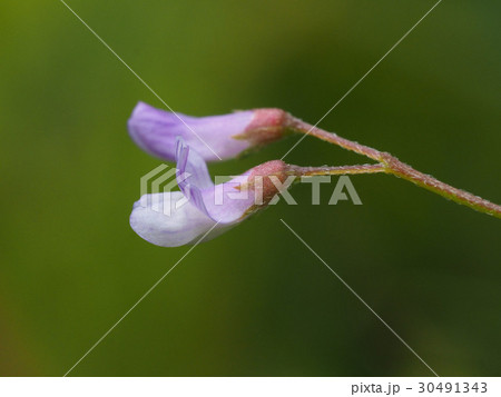 カスマグサ 30491343