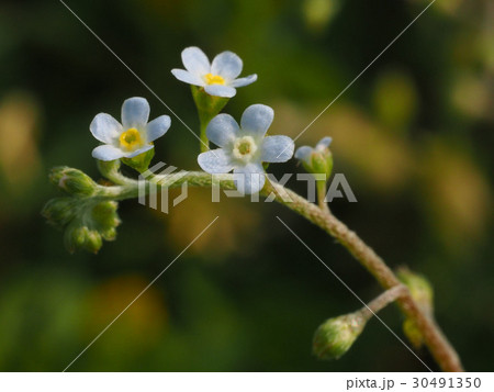 キュウリグサ 30491350