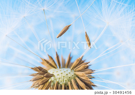 Dandelion abstract. White blowball over blue sky Dandelion abstract. White blowball over blue sky 30491456
