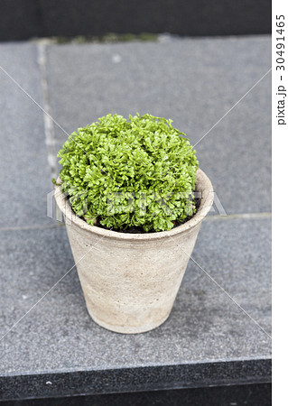クッションモス クッションモス 30491465