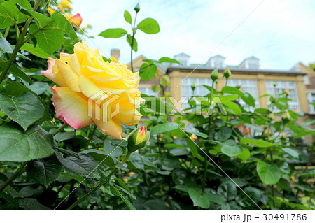 鳩山会館と春バラ（5月）東京都文京区音羽 30491786