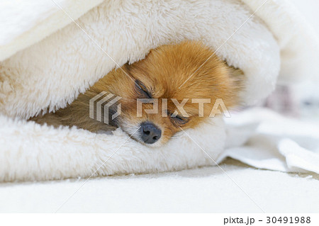 小型犬 スヤスヤ眠るかわいいポメラニアンの写真素材