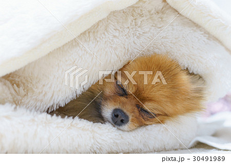 小型犬 スヤスヤ眠るかわいいポメラニアンの写真素材