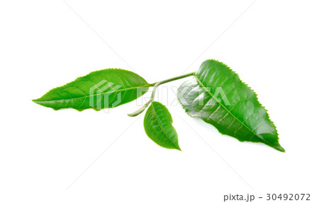 Green tea leaf isolated on white background 30492072