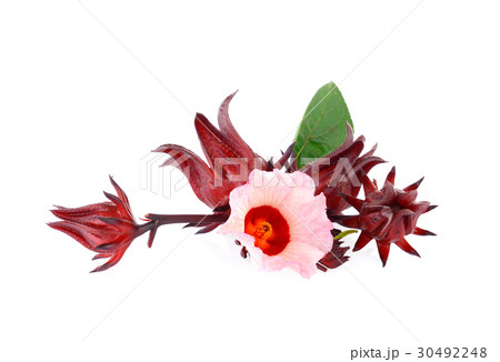 Hibiscus sabdariffa or roselle flower 30492248