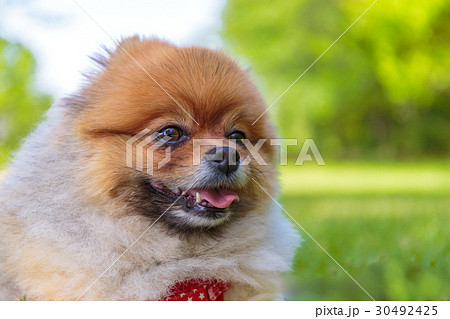 【小型犬】公園で遊ぶポメラニアン 【小型犬】公園で遊ぶポメラニアン 30492425