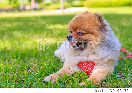 【小型犬】公園で遊ぶポメラニアン 【小型犬】公園で遊ぶポメラニアン 30492432