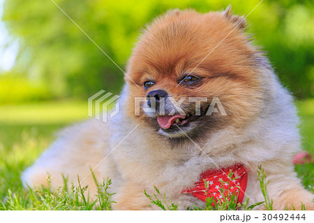 【小型犬】公園で遊ぶポメラニアン 30492444