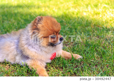【小型犬】公園で遊ぶポメラニアン 【小型犬】公園で遊ぶポメラニアン 30492447
