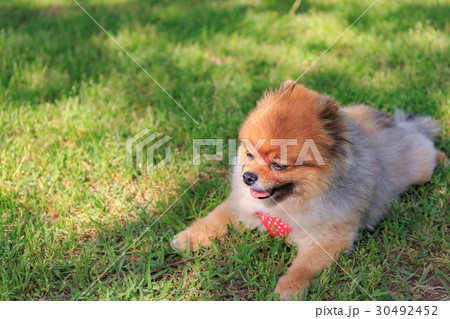 【小型犬】公園で遊ぶポメラニアン 【小型犬】公園で遊ぶポメラニアン 30492452