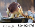 セスジキノボリカンガルー 12 30492476