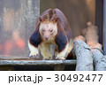 セスジキノボリカンガルー 13 30492477