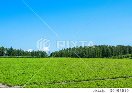 丘の風景 青空と畑 北落合 丘の風景 青空と畑 北落合 30492610