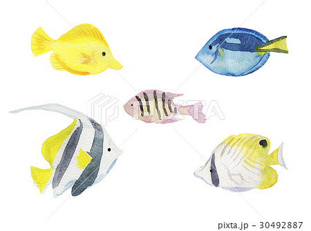 熱帯魚 水彩イラストのイラスト素材