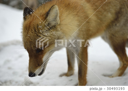 野生のキツネ・万座高原（群馬県） 30493193