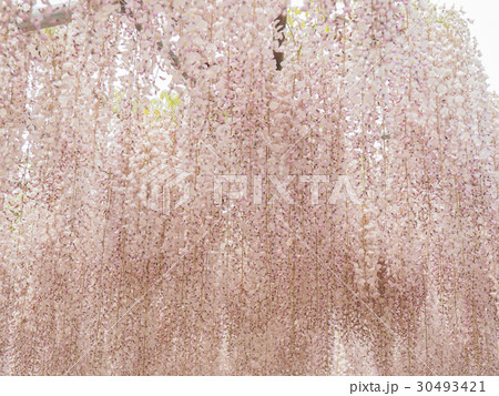 藤 wisteria 藤 wisteria 30493421