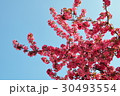Plum Flowers and Blue Sky 30493554