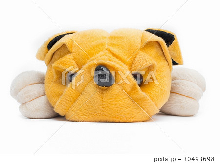 toy dog on white background toy dog on white background 30493698