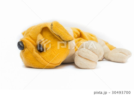 toy dog on white background toy dog on white background 30493700
