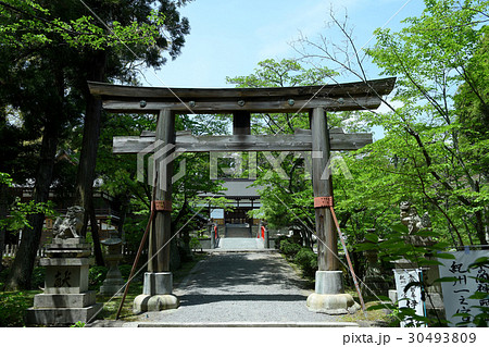 新緑の伊太祁曽神社大鳥居 30493809
