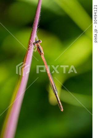 アオモンイトトンボ（メス） 30494121