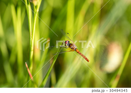 ハッチョウトンボ　オス 30494345