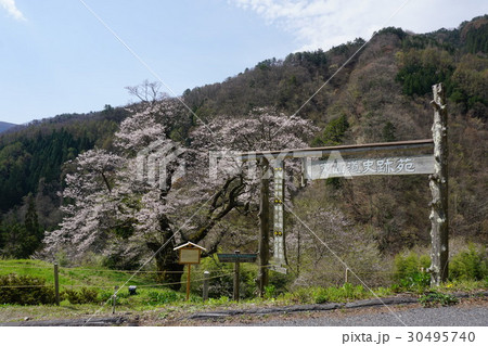 長野県駒つなぎの桜 30495740