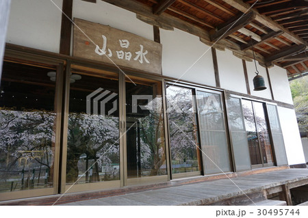 長野清内路夫婦桜 30495744