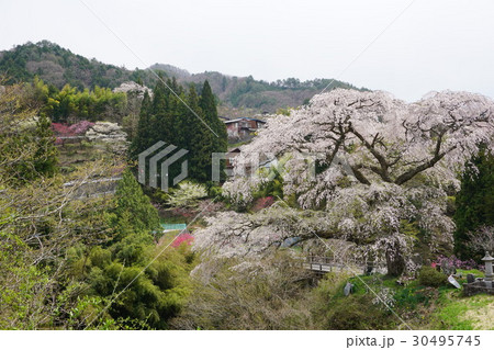 長野県黒船桜 30495745