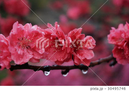 花桃 30495746