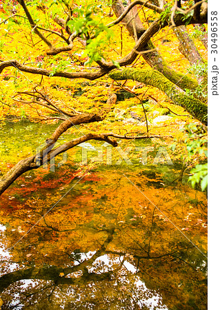 南禅寺方丈庭園の池に映る紅葉 南禅寺方丈庭園の池に映る紅葉 30496558
