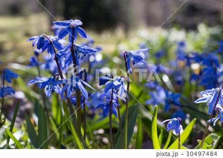 Blue snowdrops, scilla siberica 30497484