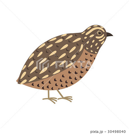 Quail bird. Cute cartoon character. Flat design - Stock Illustration  [30498040] - PIXTA