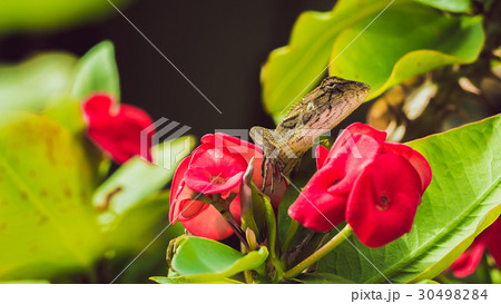 Oriental garden lizard on Euphorbia Beautiful 30498284