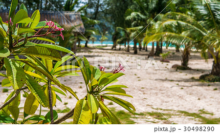 Frangipani plumeria flowers on sunny day, palms 30498290