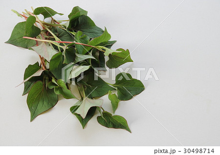 どくだみ 30498714