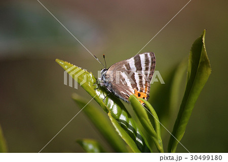 トラフシジミ トラフシジミ 30499180