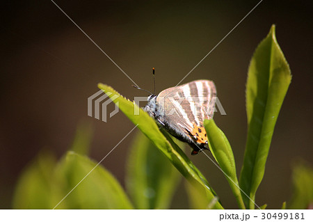 トラフシジミ トラフシジミ 30499181