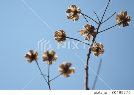 枯れ芙蓉 30499270