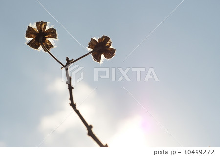 枯れ芙蓉 30499272