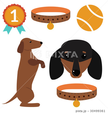 Dachshund dog playing vector illustration elements 30499361