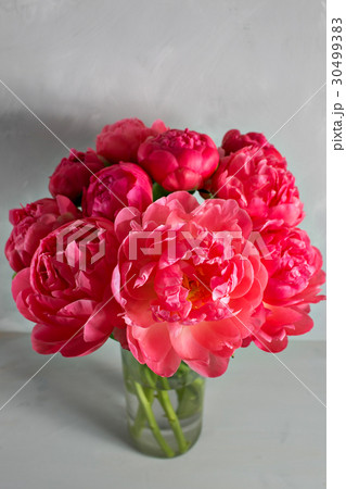 Bouquet of fresh coral peony flowers in glass vase Bouquet of fresh coral peony flowers in glass vase 30499383