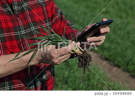 Agriculture, farmer examining wheat plant in field Agriculture, farmer examining wheat plant in field 30499689