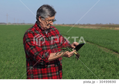Agriculture, farmer examining wheat plant in field 30499690