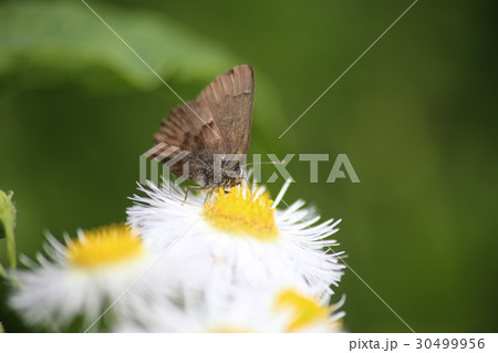 ヒメジオンの花に吸蜜するコツバメ 30499956
